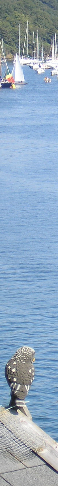 Fowey Owl